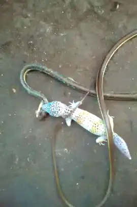 #largato #galaticha #cobra #selva #natueza #selvagem 
