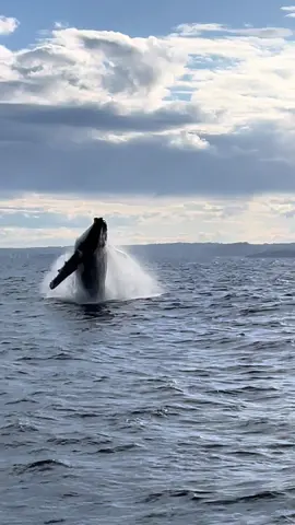 An absolutely magical day on our whale watching tour in Sydney, Australia. This pod in particular was especially active today, teaching their calf some lessons and way of the ocean (you’ll see the calf slap it’s fin in the final clip)! So grateful to have had this incredible experience #viator #viatortravel #australia #sydneyaustralia #whale #whalewatching #ocean #breach #whales 