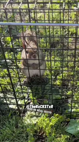 Squirrel Negotiating His Release! 😂 Video From @Pieface voiceover by RxCKSTxR  🐾  😂 #voiceover #talkingdog #talkingcat #PetsOfTikTok #dogsoftiktok #catsoftiktok #animalsoftiktok #funnyanimals #catlover #doglover #rxckstxr 