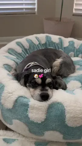 i love spoiling miss sadie girl 🥹💞🐾 she loves her cozy new bed + blanket sm #ilovemydog #dogbed #pet #PetsOfTikTok #mydog #foryou #foryoupage #puppy #puppytiktok #puppydog #cozydog #viral #lesuredogbed #dogblanket #waterproofpetblanket #petaccessories #newdogbed #cutedog #funnydog #ilovemydogsomuch #lesurepet 
