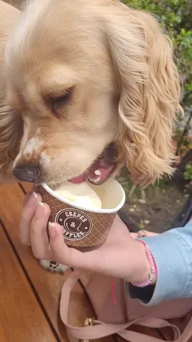 😊✌️🐶🍨🍦 . . . #crepes #crepesandwaffles #viral #bellezaverdadera #cokerspaniel #amorperruno 