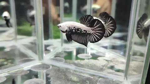 Black Samurai #bettafish #fish #betta_lover #bettatok #fyp #trending 