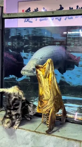 Give me a title#GiantBoneTongueFish #FishDiary