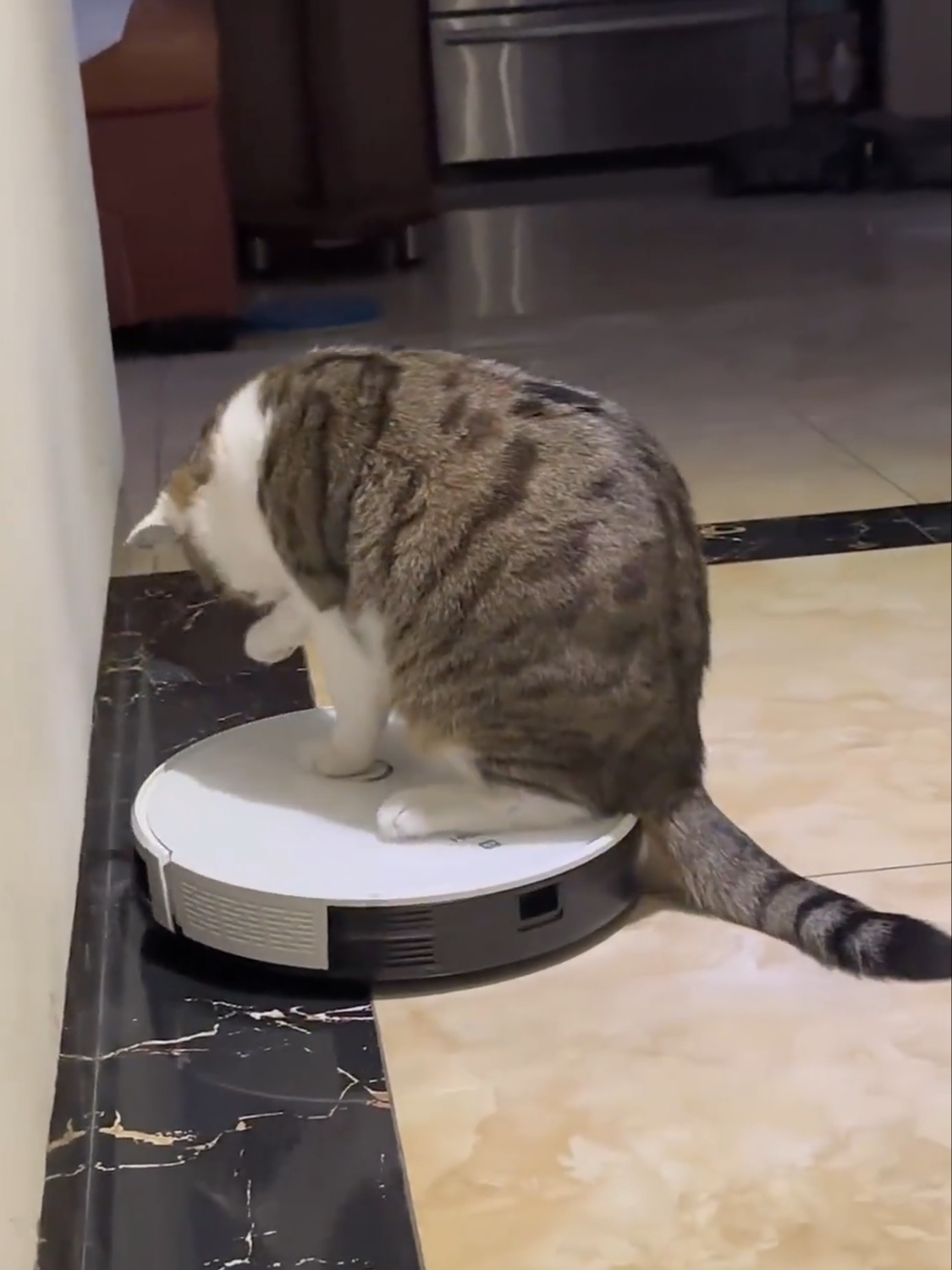 Cat on robot vacuum #cat #cats #catsoftiktok #fy #fyp #fypage #foryou