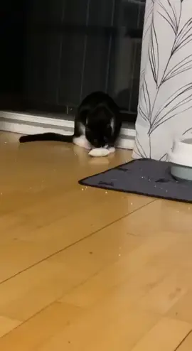 #🐾🐈🐱❤️ #foryou #😎✌ #ftiktok #viralvideo #foryou #ppppppppppppppp #fyp #foryoupage #my😹🥀 #🎶❤️ 