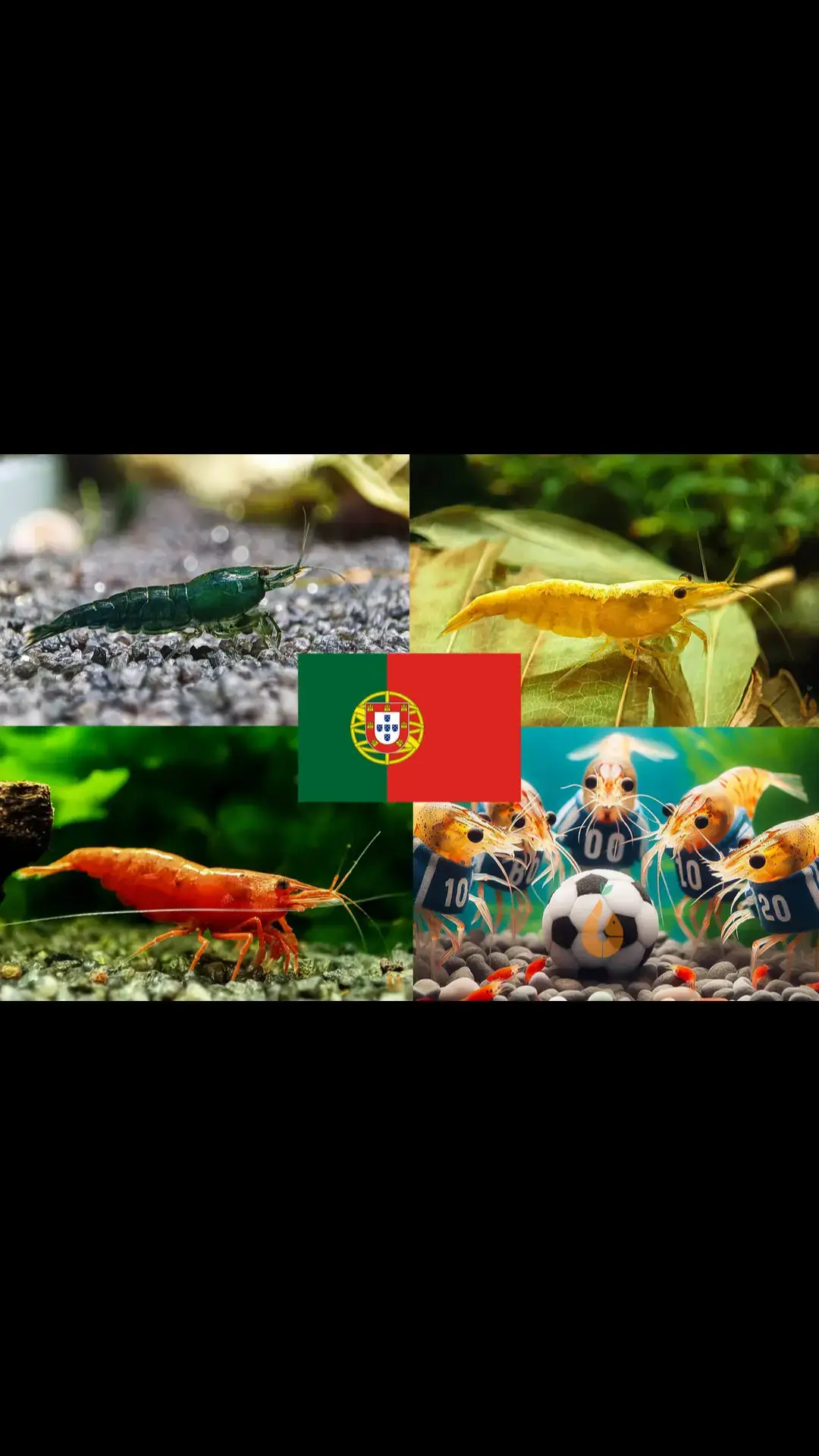 ⚽ Portugal : Türkei  Wie wird das Spiel wohl ausgehen? 🤠 + Die weiteren Spiele?  --- Bunter Neocaridina Garnelen Party-Mix | Team PORTUGAL | 10+1 & kostenlose Probe - 10+1 Stück + kostenlose Probe :)  - Neocaridina Fussball EM Party-Mix - Farbe = grün + gelb + rot - Wasserhärte = weich bis hart - Verhalten = sehr friedlich - Zucht = einfach - Für Anfänger geeignet Die Fussball Europameisterschaft spielt sich vor unserer Tür ab und hier steigt im Aquarium nicht nur am Wochenende eine flotte Party. Gemeinsam wollen wir mit unserer Lieblingsmannschaft mitfiebern und diese anfeuern. Was gibt es da cooleres, wenn auch der passende Garnelen Party Mix im heimischen Garnelenaquarium mit von der Partie ist?  Bei dem Neocaridina Party-Mix ist immer was los und bunte Abwechslung garantiert. Neocaridina Zwerggarnelen sind einfach in der Haltung und sehr friedlich. Sie stellen dabei keine hohen Ansprüche an die Wasserwerte und sind deshalb für Anfänger gut geeignet. In einem Gesellschaftsbecken können die Neocaridina mini Garnelen mit Schnecken, Zwergflusskrebsen und anderen friedlichen Bewohnern vergesellschaftet werden. Auch eine Haltung mit kleineren Fischen ist möglich. Achtung: Fische vergreifen sich unter Umständen an kleinen Garnelenbabys. Grundlegend sollten ausreichend Versteckmöglichkeiten, wie Moose, Pflanzen, Wurzeln und Deko für die Garnelenbabys vorhanden sein. Neocaridina Garnelen sind im Aquarium als Gesundheitspolizei geschätzt. Sie fressen nicht nur Biofilme und Algenaufwuchs, sondern verwerten auch liegen gebliebene Futterreste und abgestorbene Pflanzenteile. --- Darüber freuen sich die anderen Bewohner in meiner Aquarium Zuchtanlage: Zwerggarnelen / Garnelen, Wasserschnecken, Krebse, Krabben, Wasserpflanzen, Moose.. 🦐🌿 Aqua Birne Shop: Aqua - Birne . de 🐌🦞 ▶️ Folge mir gerne für mehr! Aquaristische Grüße Daniel Birnbaum, die Aqua Birne 🍐🤠👍 . . . #Aquarium #aquariumhobby #garnelen #garnelenaquarium #garnelenbecken #nanocube #nanoaquarium #neocaridina #caridina #aquascaping #garnelenzucht #zwerggarnelen #aquaristik #fische 