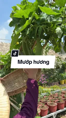 Hạt giống Mướp Rạng Đông. Xem thêm video tại @Rang Dong Seeds #hatgiong #hatgiongrangdong #rangdongseeds #lamvuon #garden 