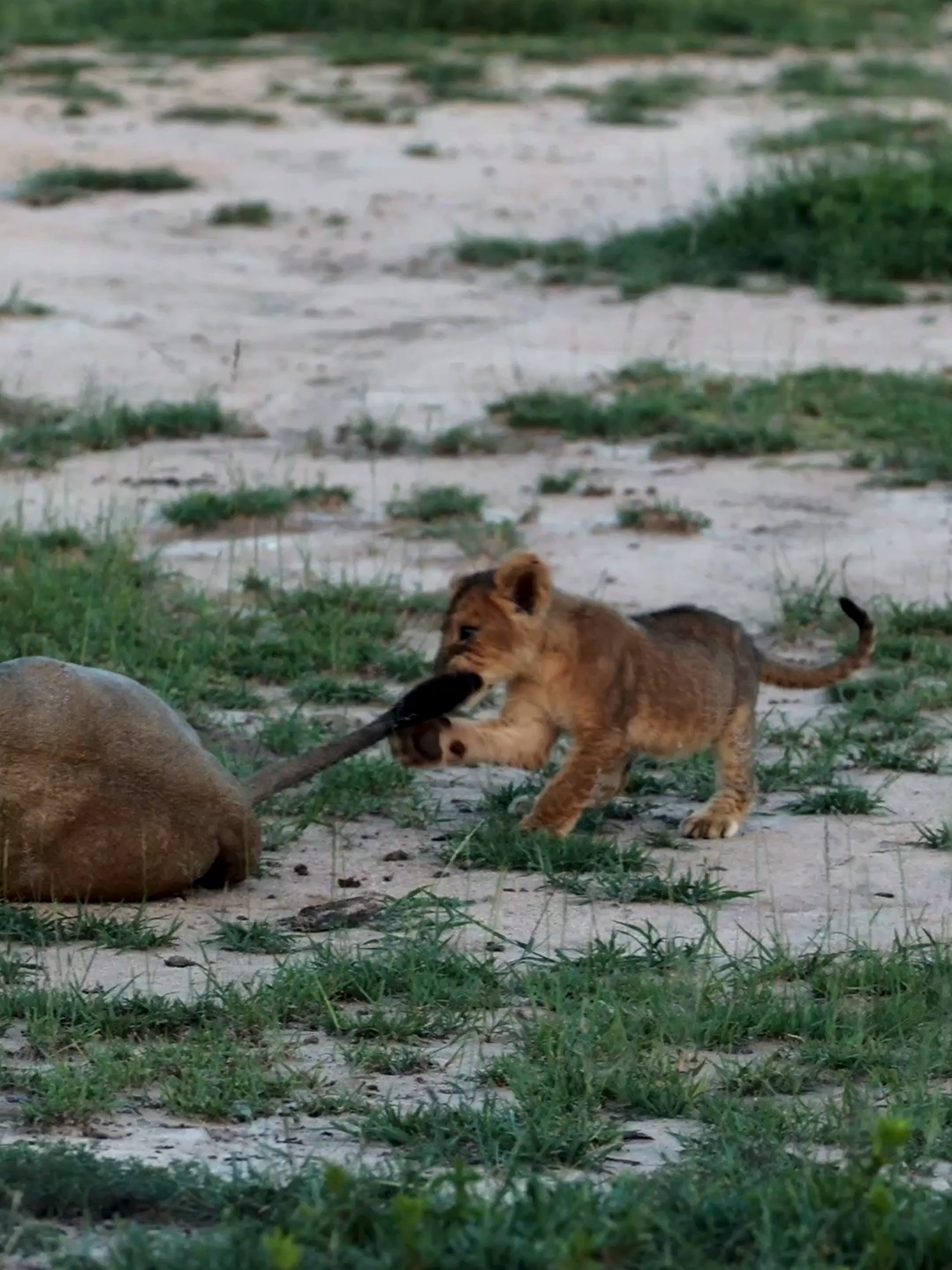 Brave lion cub takes on dad's tail! 🦁 #wildlife #lion #lioncub #southafrica #cuteanimals #safari #animalsoftiktok