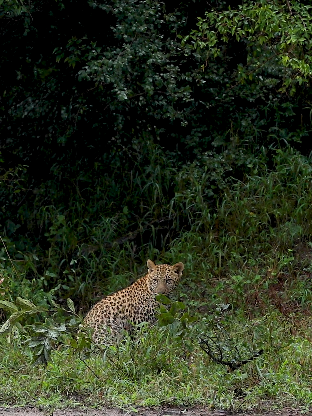 Caught in the Rain: Watch a leopard shake its coat on a rainy day! 🌧️🐆 #catsoftiktok #wildlife #leopard #southafrica #londolozi