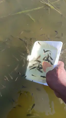 Coba tebak berapa ekor ikan yang saya dapat ya kak