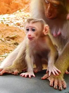 Beautiful baby monkey Jenifer 🐒 🙈  #babymonkey #monkeymovie #monkey #funnymonkeyvideo #funnyanimals #tiktok 