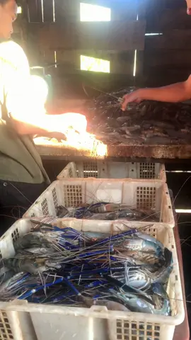 timbang dulu om 😇 #storywa #fypシ゚viral #fyp #prawn #udanggalah #indoviral #mantap #rejeki 
