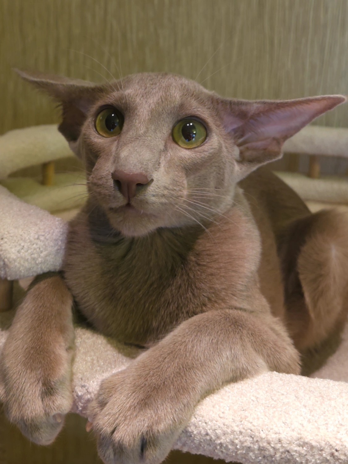 Look at those ears! Curious boy ❤️ #orientalcat #orientalshorthair #orientalshorthaircat #dobbycat #dobby #bigears #curiouscat #greeneyes #bignose #PetsOfTikTok #catsoftiktok