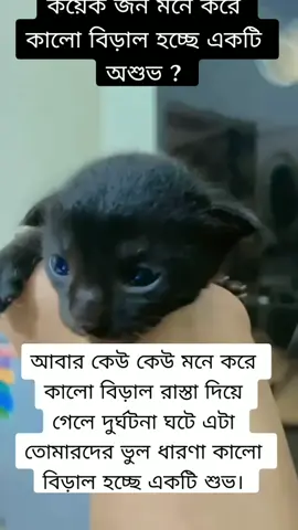 #duet with @★𝕊𝕚𝕞𝕓𝕒★  #catlover #simba #trending #viraltiktok #viralvideo #jasmine_jjlros_bp.agirl
