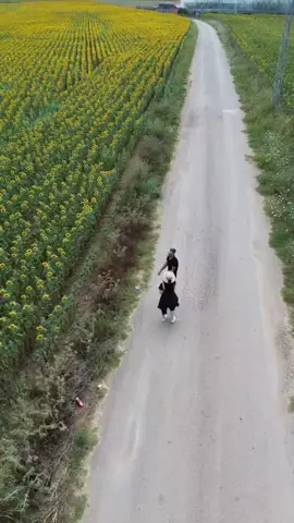 🌻💛🌳 #Love #ayçiçeği #dji 