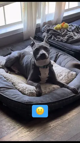 It’s so freaking cute, I’m deceased 😭 Nana (the brindle girl) has a habit of “ #cobbing ” her beds. (If you don’t know what that means, look on TikTok, because apparently it’s not just her.) Thank god 💀 But anyway, we go through beds pretty frequently; and we’ve tried pretty much alllllll kinds 🥴 But this one from @Lesure Pet was unlike any of their previous beds. For starters…. It’s precious. Might have to get Nanners the matching blanket 👀 It comes in three pieces- The removable washable cover The outside ring insert And the base/bottom insert I really like that the base and ring are in separate zipper compartments, so it holds it’s shape. They’re also not just solid foam or stuffing. They’re filled with little pieces of foam that you can move around, which is perfect if you have nesters like I do 😅  *I recorded this about an hour ago and I can hear Nana in the living room snoring…. From my bedroom. Guess she approves 🤣 #dogsoftiktok #dogbed #lesurepet #viraldogbed #fyp #TikTokshop #productreview #staffy 