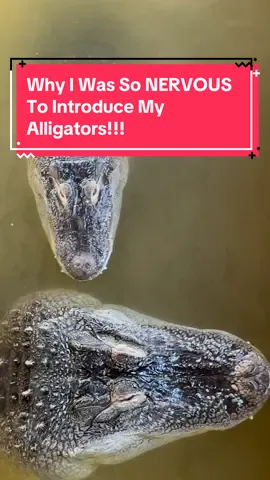 Why I Was So NERVOUS To Introduce My Alligators!!! 😱🐊