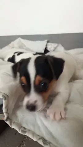 Mini girl JRT 😈 #jackrussellterrier  #ubersjackrussellterrier  #portugal🇵🇹  #dogs #puppylove 