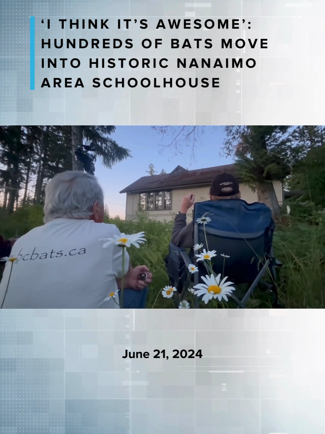 An extraordinary colony of wild neighbours is captivating people living south of Nanaimo, and offering a rare glimpse of a species experts say is often feared.  Over 1,800 mother and baby bats are hanging from the rafters of a historic old school house there and locals have gone to great lengths to keep them safe. #bats #nature #animals #nanaimo #vancouverisland #britishcolumbia #victoria #yyj #yvr #video #canada #canada_life🇨🇦 #news #goodnews #localnews #CHEKNews