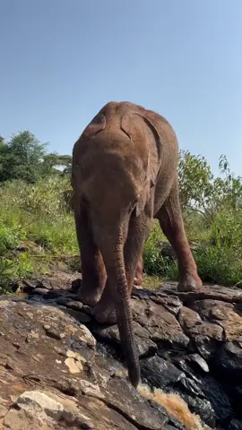 Olomunyak mastering his trunk skills as he expertly dips his trunk into one of the many little streams that sprang up all around the Nursery lately; courtesy of all the recent Nairobi rains. Olomunyak is the newest addition to our foster herd. A bright, brave young chap, he was orphaned earlier this year and then spent several scary days (possibly weeks) fending for himself. It’s a miracle that the Mara’s famous lions didn’t get to him before help arrived. Now, Olomunyak has a family with us and a wild future to look forward to. You can become part of his journey by adopting him, for yourself or as a gift for someone special! To get started, visit: sheldrickwildlifetrust.org/adopt (link in profile) #SheldrickTrust #SWT #elephant #kenya #water #animalrescue #mara #trunk #drinking #rain #babyelephant #animals #africa #nairobi #sheldrickwildlifetrust 