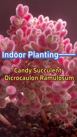 Dicrocaulon Ramulosum #homegarden #indoorgarden #houseplants #indoorplants #plants #garden #succulents #dicrocaulonramulosum 