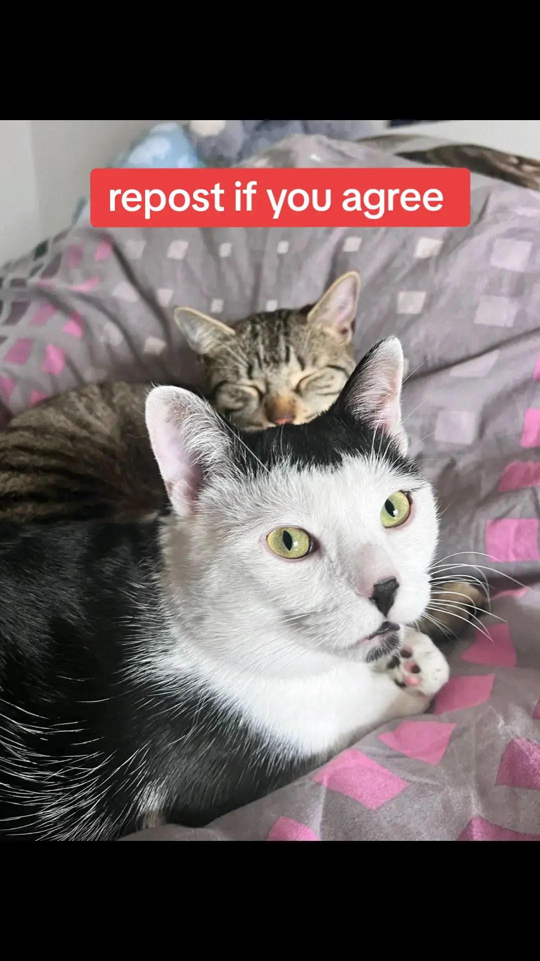 #catsoftiktok #cats #catlover #cattok #catlovers #cattiktok #catvideo #catvideos #fy #fyp #foryou #foryoupage #gato #katzen #katze #gatos #kittensoftiktok #gatosdetiktok #fyp #fds #fdseite #sillycat #catmemes #katzenvideos #fy #fyy #explore #trending #trend #trendingvideo #elgato #foryou #foryoupage #funnyvideos #funny #catvideo #fyyyyyyyyyyyyy #germany #deutschland #tiktokdeutschland #fyyyyyyyy #fyyyyy #trending #trendingvideo #trend #explore #gönndochfy #funnyvideos #funny #viral #Love #lovestory #elgato #trendingvideo #trending #trend #kittensoftiktok 