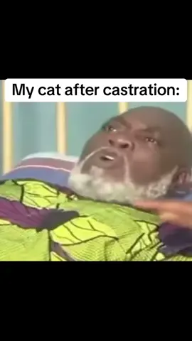 Wheres ma coq? #foryou #fy #fyp #cok #coq #meme #africanmemes #memes@SMUGGI @dchmwiem @︎ @Daniel @емили @Osca @Gogeta @Iliana✝ @𝑆ℎ𝑜𝑦𝑜 @🏐ྀི @Chloe_ks @🫀 @Angela @Katha❤️✝️ @Karolis Gudaitis @𝐿𝑢𝑐𝑦 