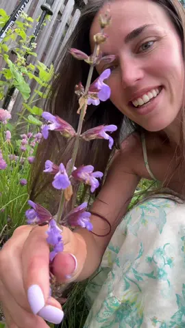 Lots of purple in my garden 😘 i am growing things with purple flowers and fisnlly this year some purple eggplants 😜 #garden #growinggarden #gardening #eggplant 