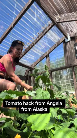 Tomato hack #garden #hack #alaska 