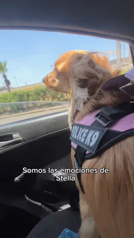 La furia con ayudita! 😅💖 #intensamente #dogsoftiktok #doglover 