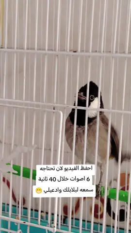 تغريد بلبل عراقي 6 اصوات خلال 40 ثانية #بلابل #الشعب_الصيني_ماله_حل😂😂 #بلابل_ديالى_العراق #بلبل_عراقي_ابيض_الخدين #واحد_عراق 