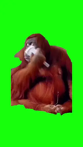 Orangutan Brushing Hair | Green Screen #gettingready #getreadywithme #monkey #monkeymemes #monkeylover #meme #memes #fyp 