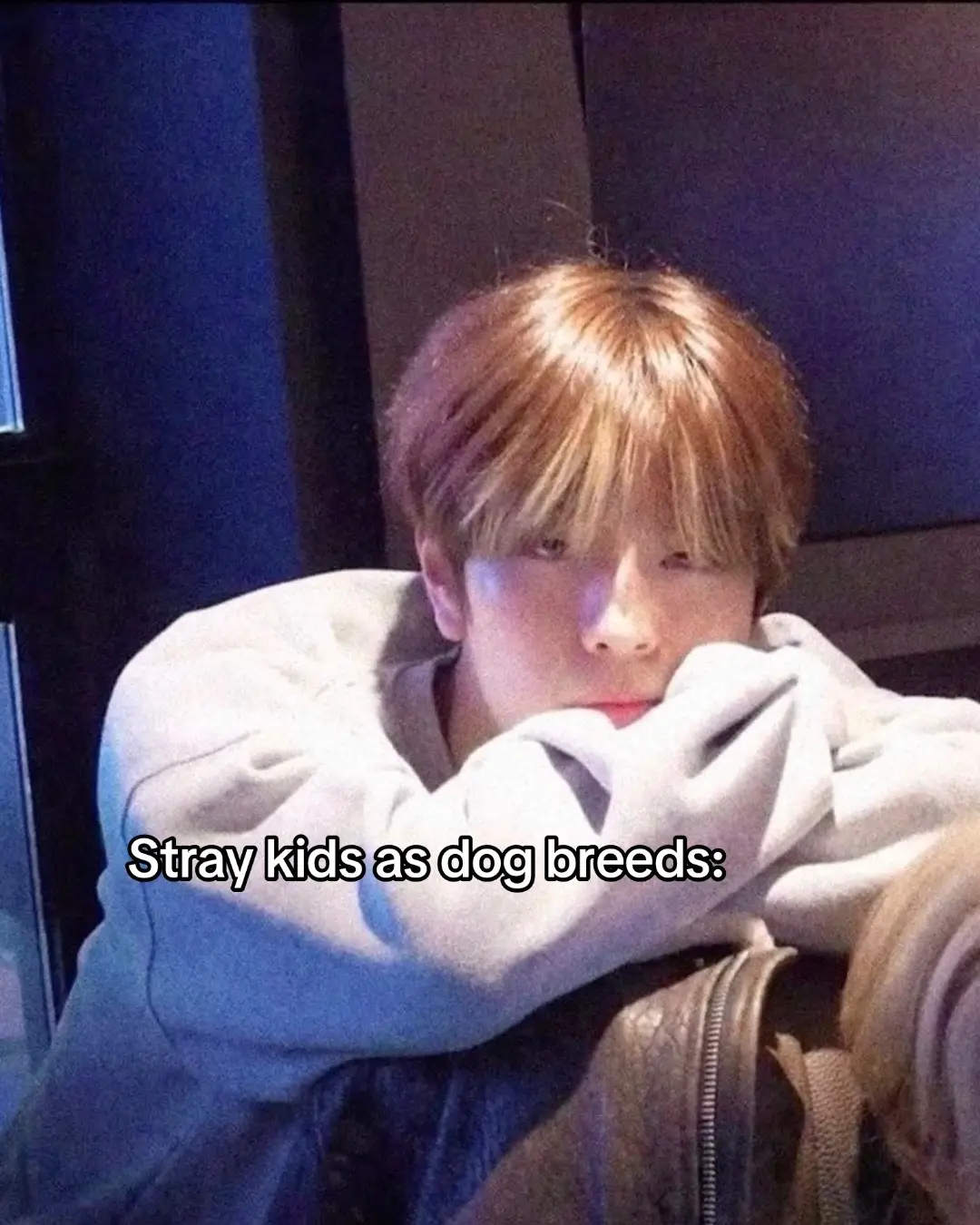 so cute #straykids #skzedit #straykidsdogbreeds #seungminpuppy #lovestay #skzstay #youmakestraykidsstay #fyp #pyfツ #kpopfyp