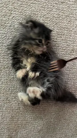 So cute you could eat him right up 😋#catsoftiktok #kittens #fyp 