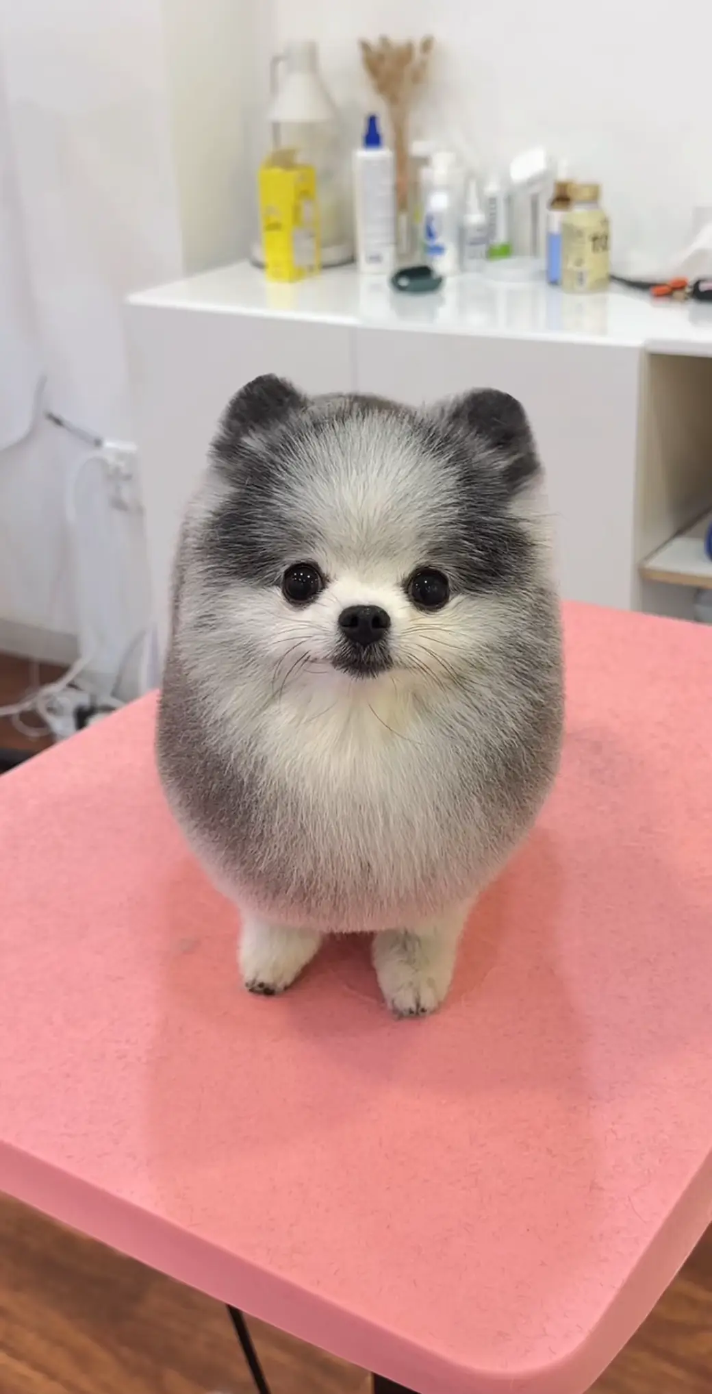 귀여운 @송봄🍙 🥹🤍 #groomin #grooming #Love #dogsoftiktok #dog #pomeranian #lovely #puppy #fyp #반려동물 #포메라니안 #foryou #viral #포메미용 #포메틱톡