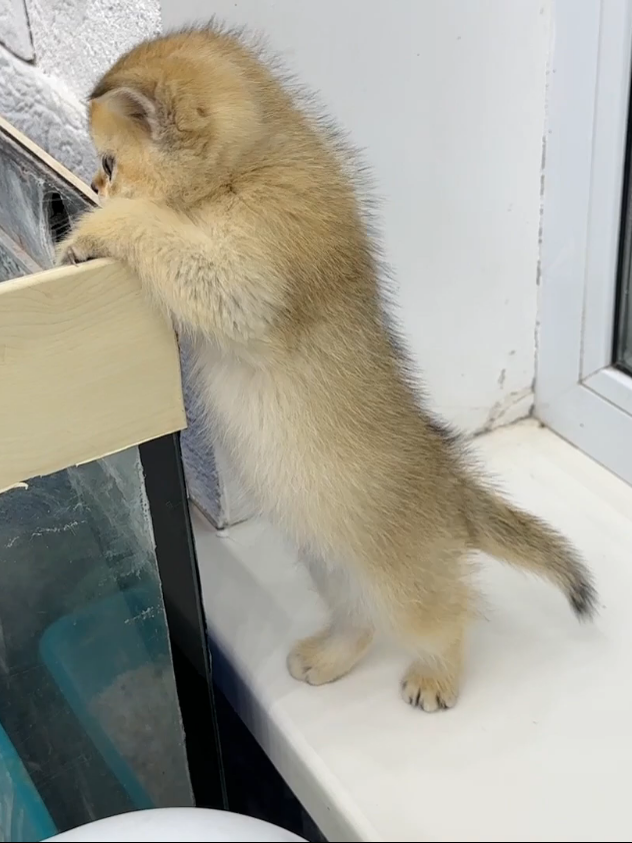 The mother cat is worried that the kittens have begun to climb into dangerous #cat #baby #kittens #rescued #catsofinstagram #cats #catstagram #babygirl #catlover #catlife #catlovers #babyshower #catoftheday #instacat #rescuedog #education #kittensofinstagram #catsagram #catlove #babyfashion #catering #rescuedogsofinstagram #mybaby #caturday #cats_of_world #catloversclub #cutebaby #catsofig #catalunya #ilovemycat