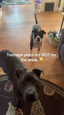 Love my boys but they definitely can be difficult 😂#roadto10k #teamwork #dogmom #goals #newfollowers #fyp #foryoupage #dogsoftiktok 