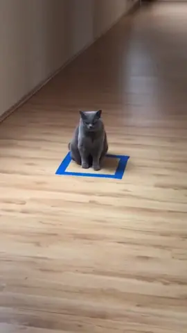 Esto les pasa a los gatos  cuando haces un cuadrado en el piso #gatos #gato #mascotas 