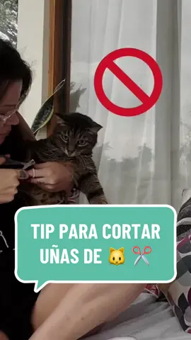 LA MANERA MÁS EFICAZ PARA CORTARLE LAS UÑAS A GATITOS TUMULTUOSOS EN CASA 🐱✂️💅 Tips! • Agregá catnip en la manta para relajarlo antes • Dale un premio durante y al final 🐟 Podés hacer este procedimiento en cualquier superficie plana, incluyendo mesas. ¡Apenas para utilizar este truco en el consultorio! #mascotas #mascotastiktok #grooming #gatos #cuidadoanimal #mundoanimal 