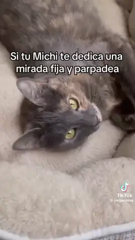 Mi gato no me quiere.#gato