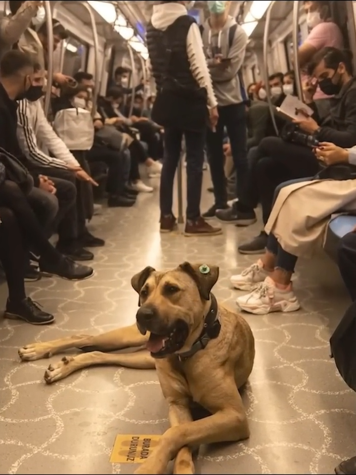 Ein streunender Hund nimmt jeden Tag die U-Bahn, Dann folgt ihm ein Mann und entdeckt den schockierenden Grund.  #wahregeschichte #horrorgeschichte #horrorgeschichten #fesselndegeschichten #wahrebegebenheit #Hund #lernenmittiktok