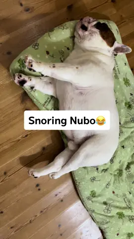 Can you hear Nubo's snoring?😂#dogsoftiktok #doglover #frenchbulldogsoftiktok #フレンチブルドッグ #fyp #foryoupage #frenchielife #frenchielovers🐶🐶 #frenchielifestyle🐶❤️🥰 
