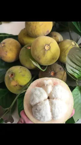 boh seutui 🤤 yg mau komen/DM 🥰 #buahseutui #buahkecapi #buahsentul #bohseutui  #bohseutuiaceh 