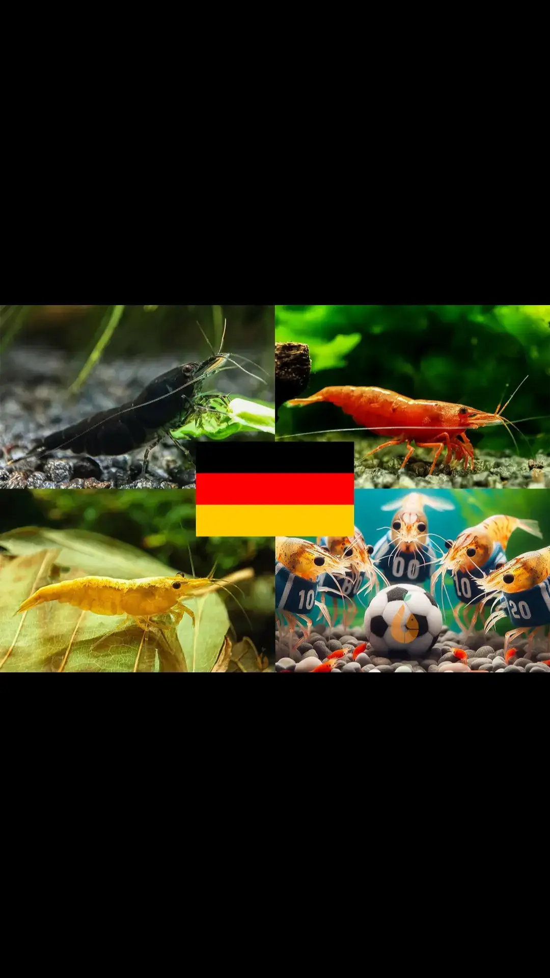 ⚽ Deutschland : Schweiz Wie wird das Spiel wohl ausgehen? 🤠 --- Bunter Neocaridina Garnelen Party-Mix | Team DEUTSCHLAND | 10+1 & kostenlose Probe - 10+1 Stück + kostenlose Probe :)  - Neocaridina Fussball EM Party-Mix - Farbe = schwarz + rot + gelb - Wasserhärte = weich bis hart - Verhalten = sehr friedlich - Zucht = einfach - Für Anfänger geeignet Die Fussball Europameisterschaft spielt sich vor unserer Tür ab und hier steigt im Aquarium nicht nur am Wochenende eine flotte Party. Gemeinsam wollen wir mit unserer Lieblingsmannschaft mitfiebern und diese anfeuern. Was gibt es da cooleres, wenn auch der passende Garnelen Party Mix im heimischen Garnelenaquarium mit von der Partie ist?  Bei dem Neocaridina Party-Mix ist immer was los und bunte Abwechslung garantiert. Neocaridina Zwerggarnelen sind einfach in der Haltung und sehr friedlich. Sie stellen dabei keine hohen Ansprüche an die Wasserwerte und sind deshalb für Anfänger gut geeignet. In einem Gesellschaftsbecken können die Neocaridina mini Garnelen mit Schnecken, Zwergflusskrebsen und anderen friedlichen Bewohnern vergesellschaftet werden. Auch eine Haltung mit kleineren Fischen ist möglich. Achtung: Fische vergreifen sich unter Umständen an kleinen Garnelenbabys. Grundlegend sollten ausreichend Versteckmöglichkeiten, wie Moose, Pflanzen, Wurzeln und Deko für die Garnelenbabys vorhanden sein. Auf dieser 