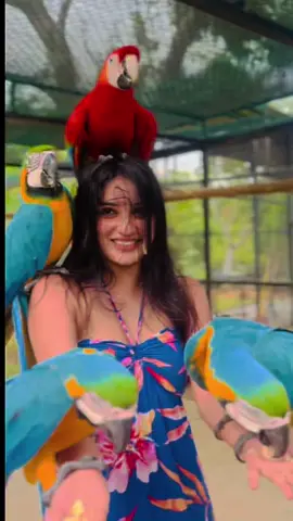Queen of the parrots 👸😬 . . . #birdlovers #birdspraks#hambanthota #srilanaka#happymoments#viralvideo #viraltiktok #srilankanactress 