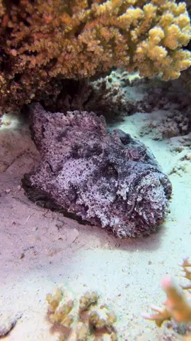 The stonefish is one of the most venomous fish in the world, known for its ability to blend perfectly with its surroundings on the ocean floor, Stonefish can live out of water for up to 24 hours, which makes them particularly dangerous to fishermen and beachgoers ,Feeding Mechanism: They use a quick strike-and-suction method to capture prey, which is one of the fastest feeding methods in the fish world.#scubadiving #diving #underwaterphotography 