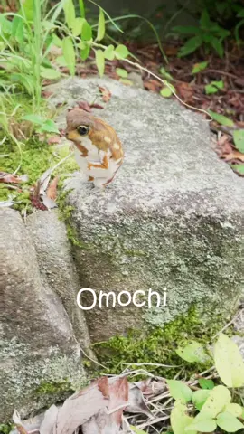 おもちのジャンプ力 Omochi's Jumping Ability #mochi #frog #animal #cute #ghibli #カエル #ジブリ #可愛い