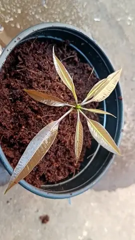 Unique skill propagate mango tree from cutting with alovera  #plant #garden #grafting #growth #mango #PlantTok #uk #plantsoftiktok 