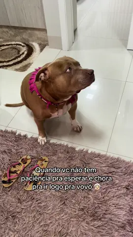 Quem aguenta 😄 #foryoupage#foryou#fy#pitbull#viral#video#tiktok#fofuradodia#pets#cachorro#viralvideo#Love#fyp 