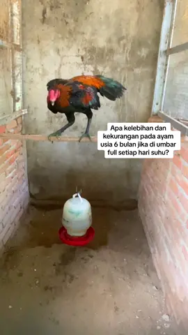 Apa manfaat umbar ayam suhu #ayambangkoksuper #ayambangkokindinesia #pakhoy #hobby #ayam #ayambangkok #mangon #pama #tips 
